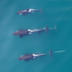 Illustration for article titled Drone Captures First-Ever Aerial Photos Of Nursing Orca Calf